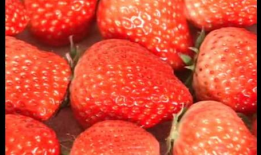 草莓在线视频,探寻甜蜜果实背后的故事与魅力